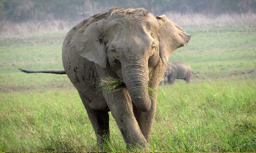  Durga Devi Safari Zone