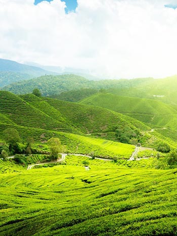 assam-1