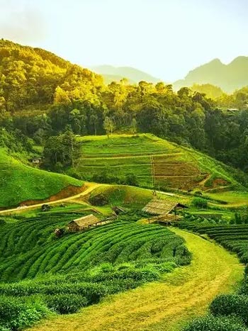 assam-2