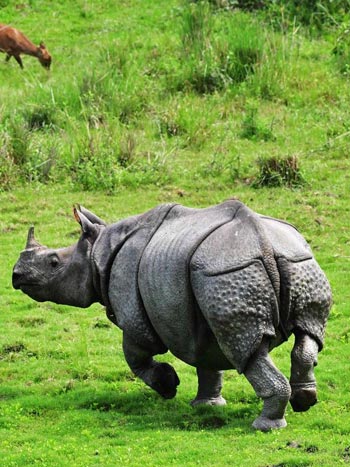 assam-3