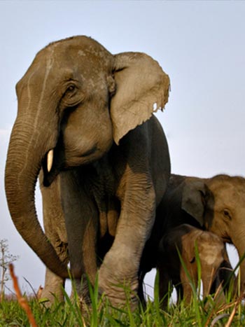 assam-4