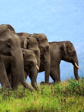 kerala-1